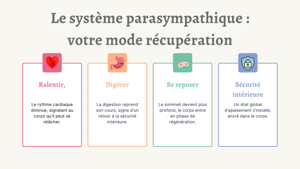 nfographie sur les rôles du système parasympathique : ralentir le rythme cardiaque, relancer la digestion, favoriser le sommeil réparateur et installer la sécurité intérieure.